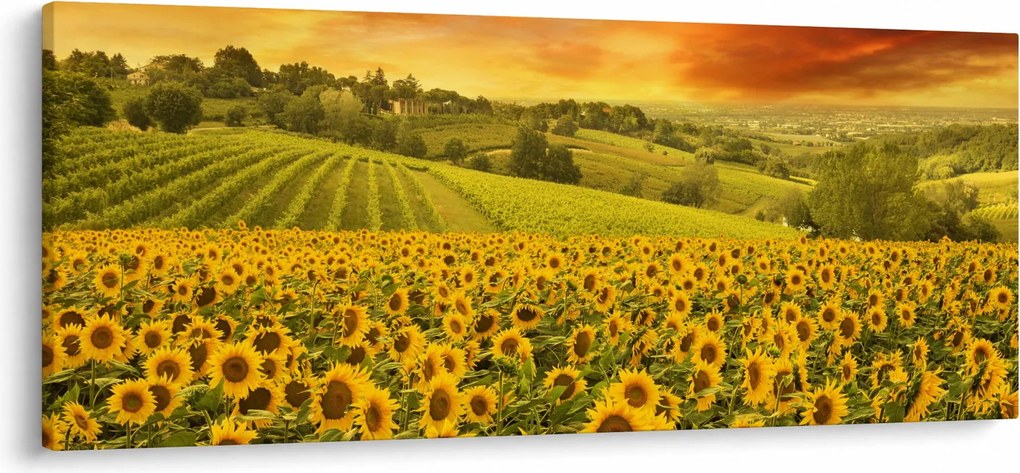 Kép - Napraforgó mező (120x50 cm)