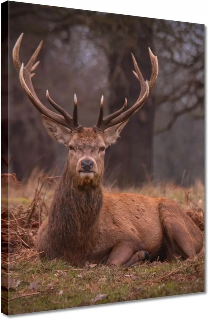 Vászonkép 30x40 Szarvas felszarvazott