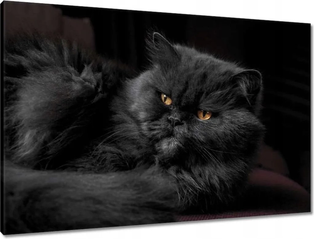 Vászonkép 90x60 Cica Cicák