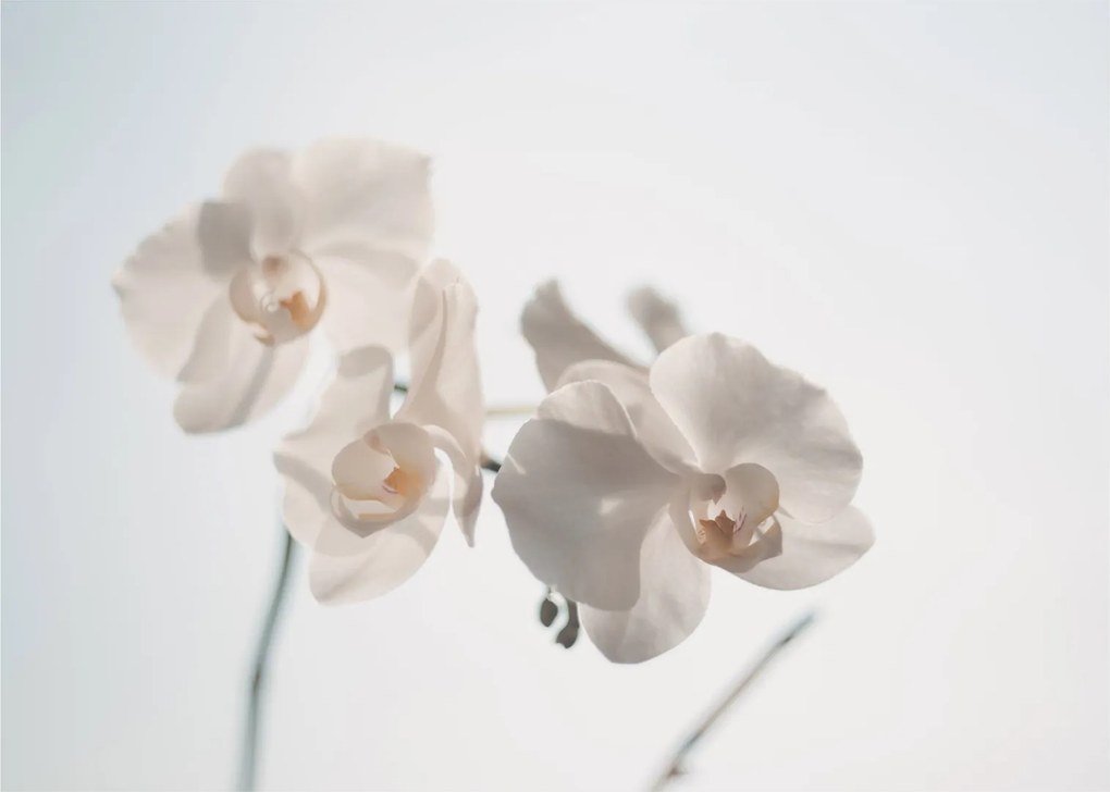 Fehér orchidea képe (üvegen) (70x50 cm)