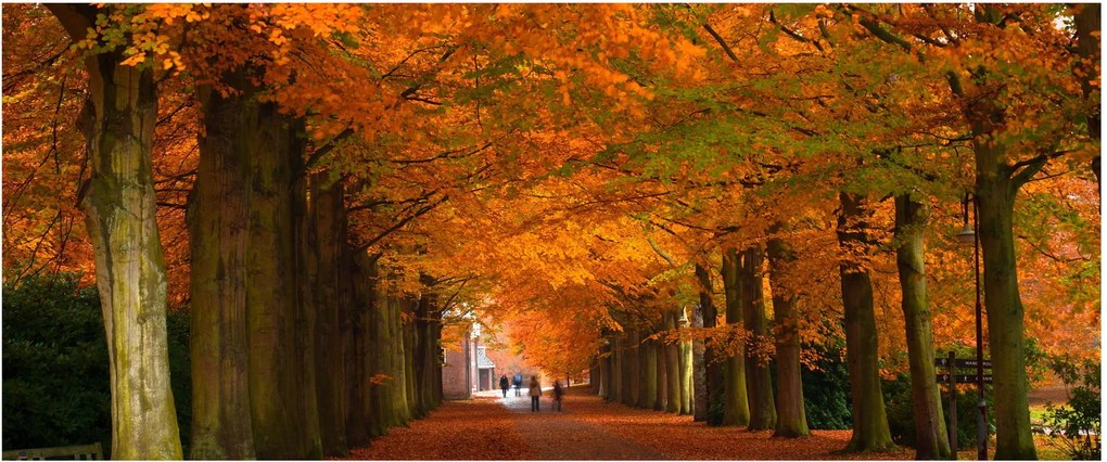 Kép - A Avenue of fák ősszel (120x50 cm)