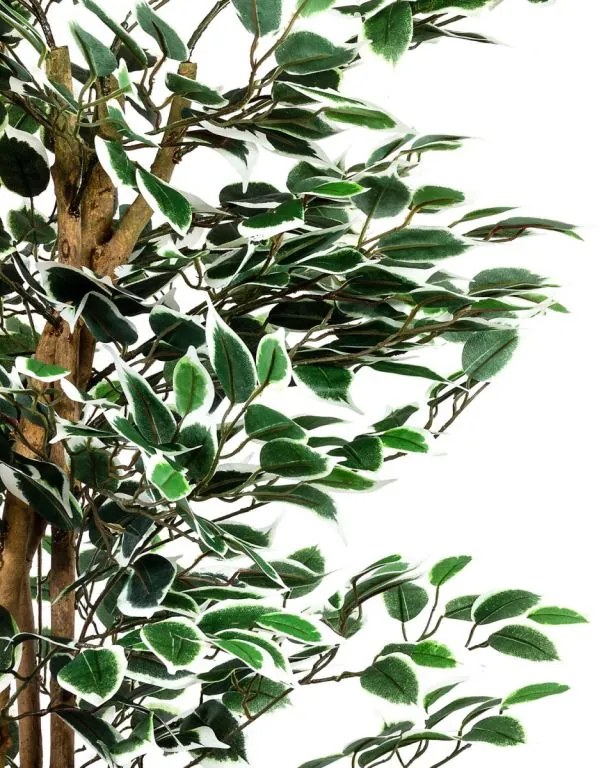 PLANTASIA Műnövény fikusz 160 cm