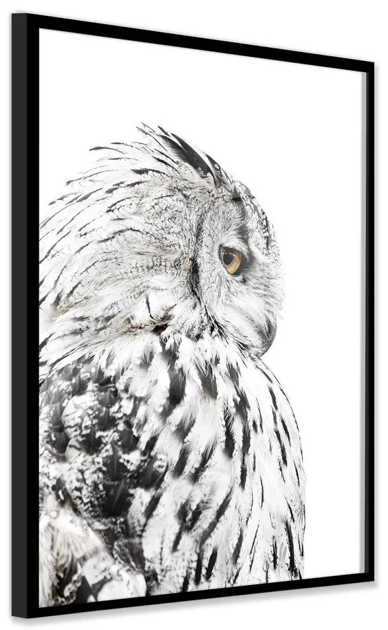 Kép 50x70 cm Owl – Styler
