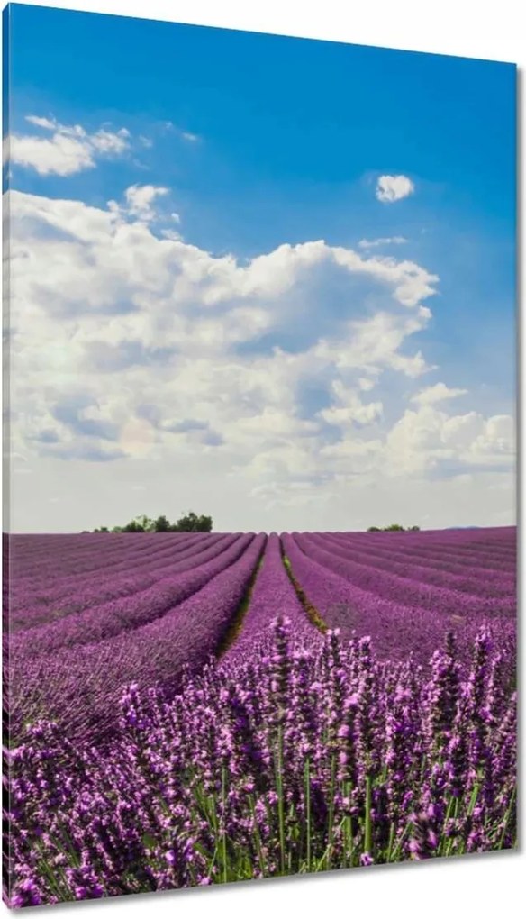 Vászonkép 80x120 Levendulamező Levendula