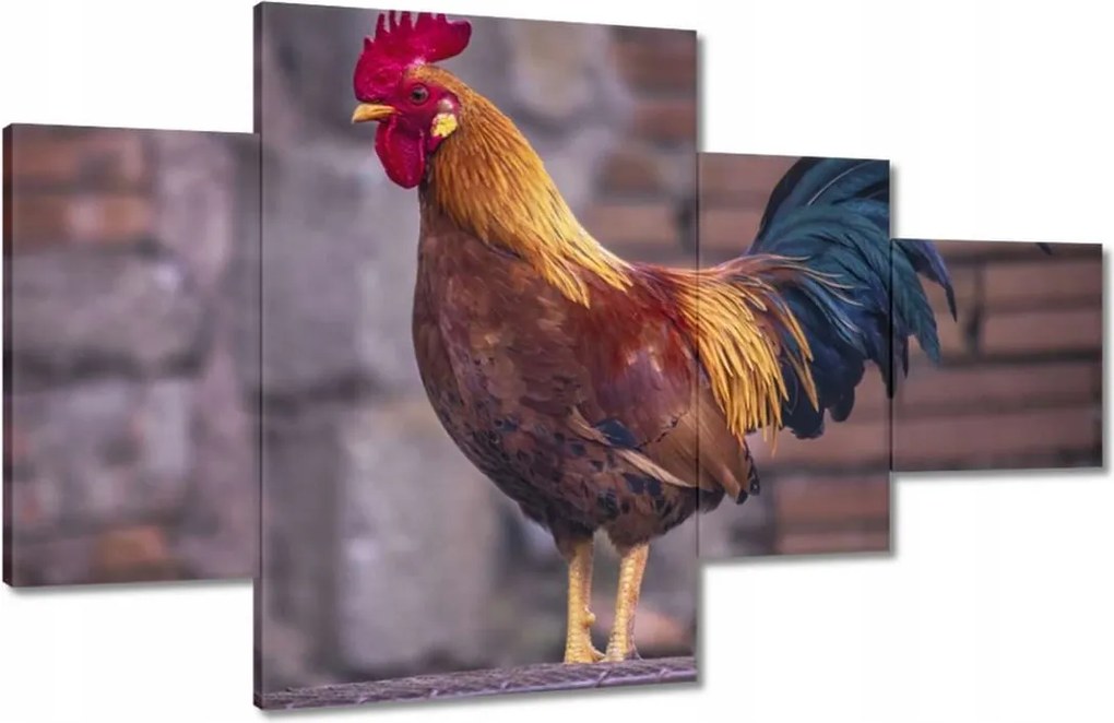 Képek 130x80 Kakas Egy igazi harcos