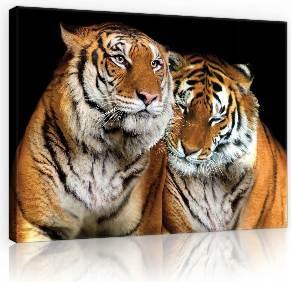 Vászonkép 100x75 Tigris a minimalizmusban Erő és nyugalom a nappaliban