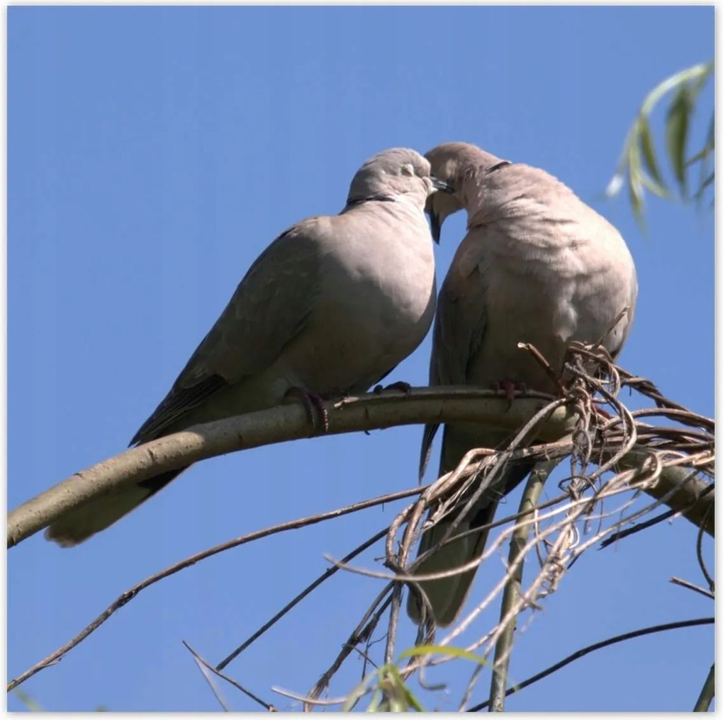 Poszterek 100x100 Szerelem Érzés Párkapcsolat