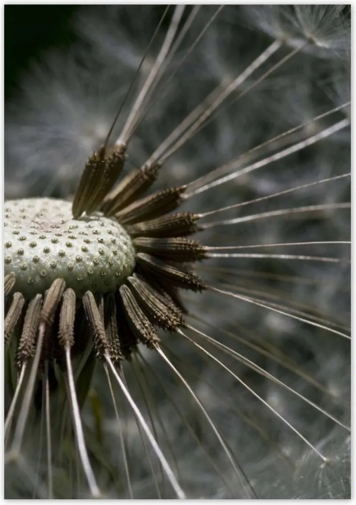 Poszterek 70x100 Pitypang belülről