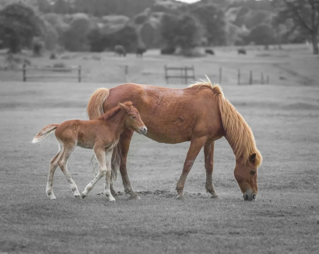 Poszter 76x60,5cm Ló és csikó, Assaf Frank