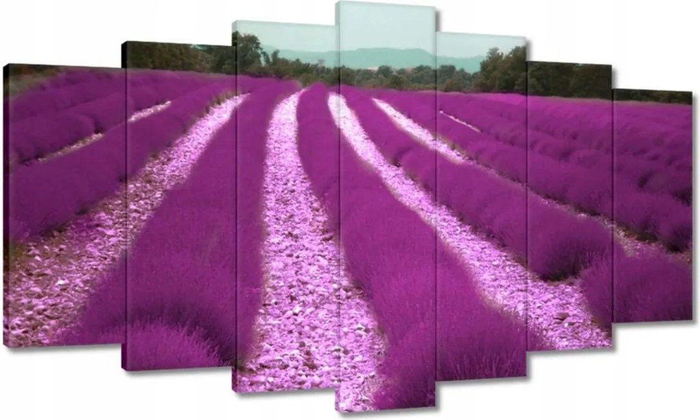 Vászonkép 140x80 Levendulamező