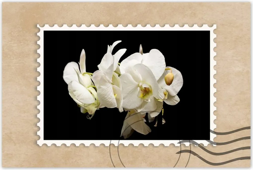 Poszterek 90x60 Fehér orchidea virágok