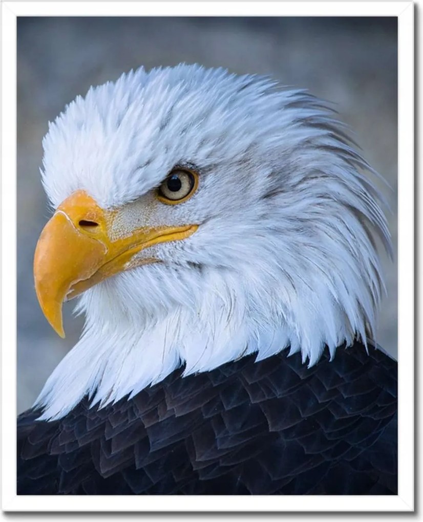 Poszter keretben 40x50 Sas sas szem Csőr