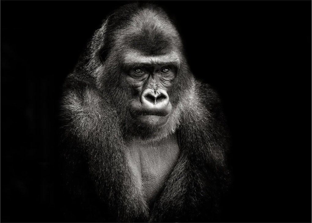 Üveg kép - Gorilla (70x50 cm)