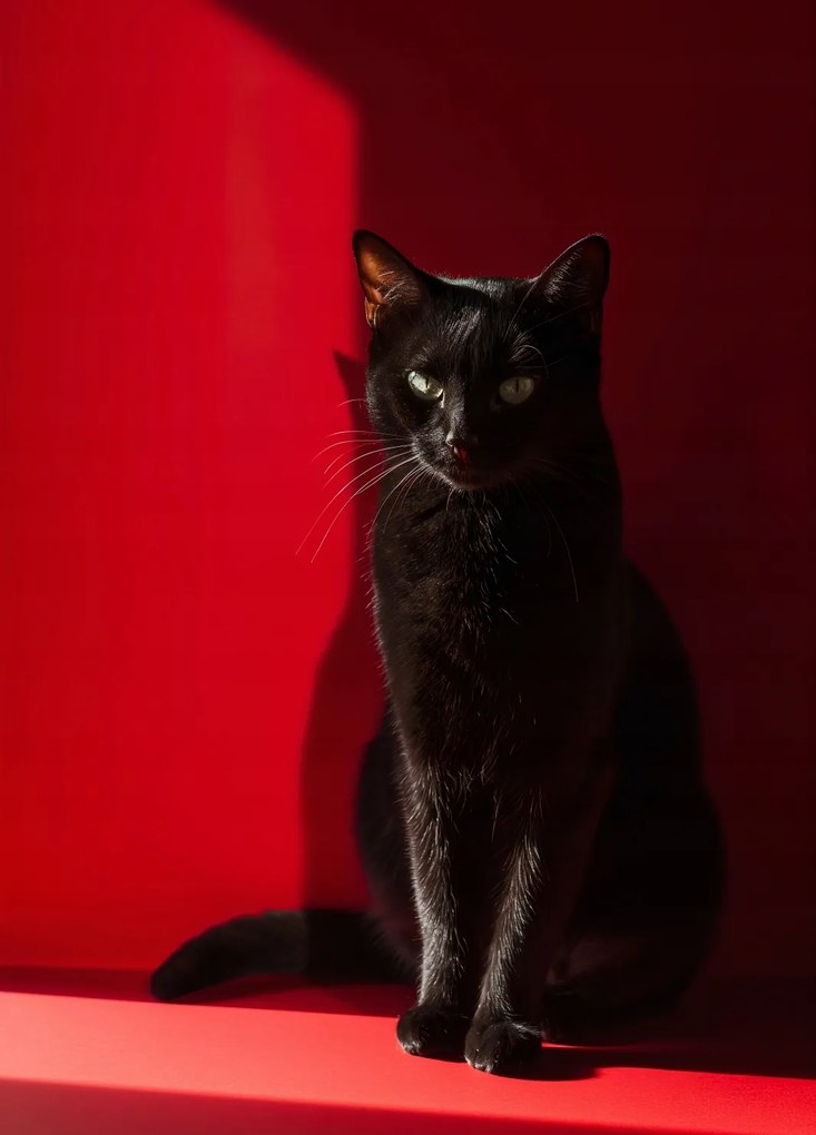 Poszter 39,5x55cm Elegancia az árnyékban