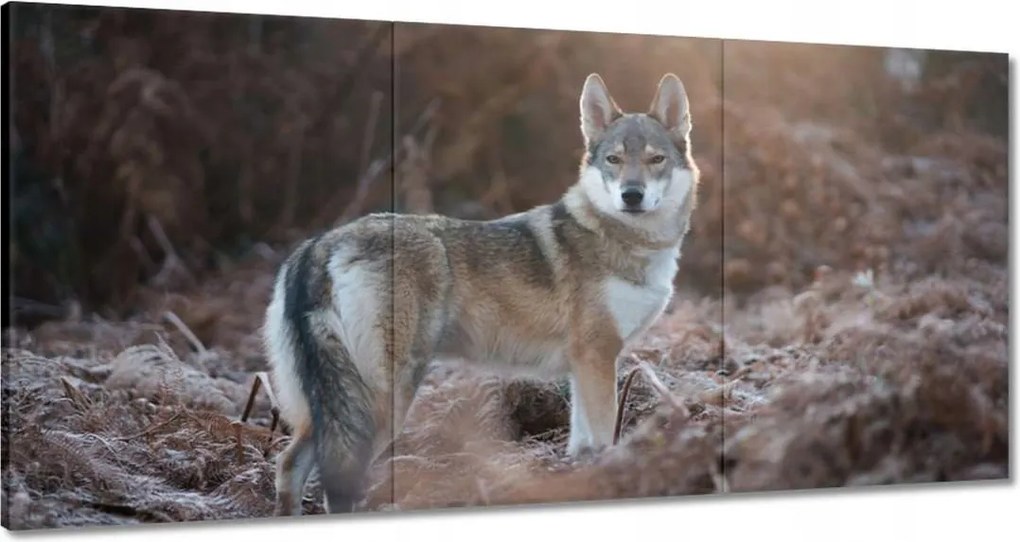 Vászonkép 60x30 A farkasfalka vezetője