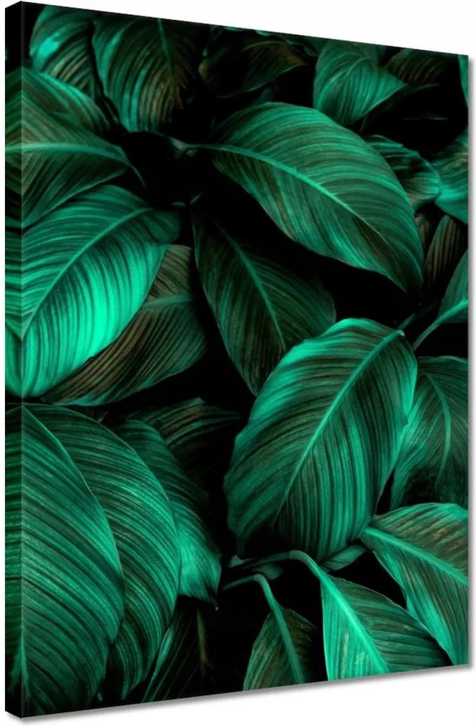 Vászonkép 30x40 Gyönyörű türkiz levelek