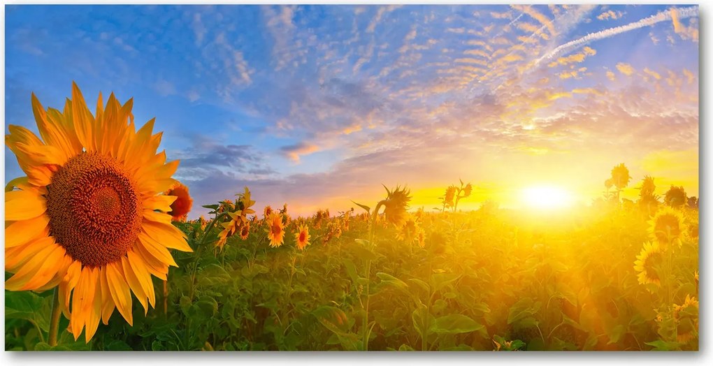 Fotó üvegkép Napraforgó mező 140x70