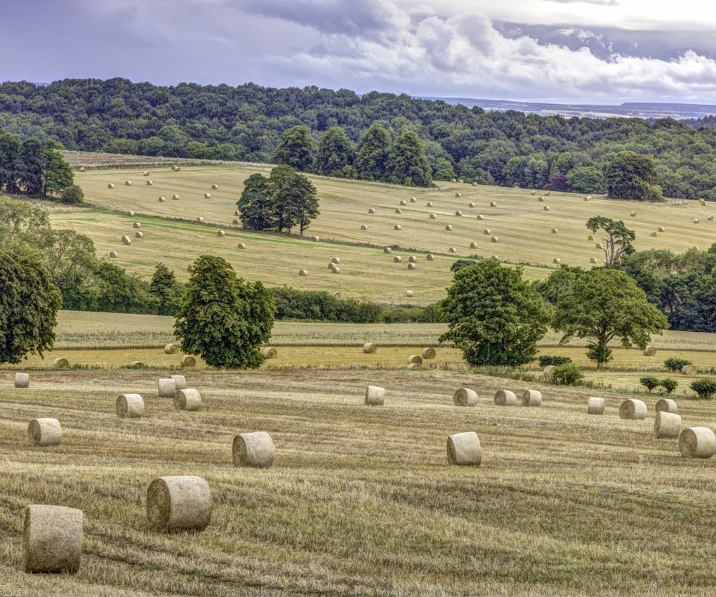 Poszter 60x50cm Szénakazalok a mezőkön, Assaf Frank