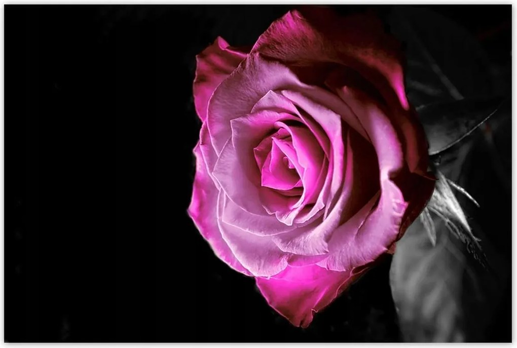 Poszterek 90x60 Lila rózsa