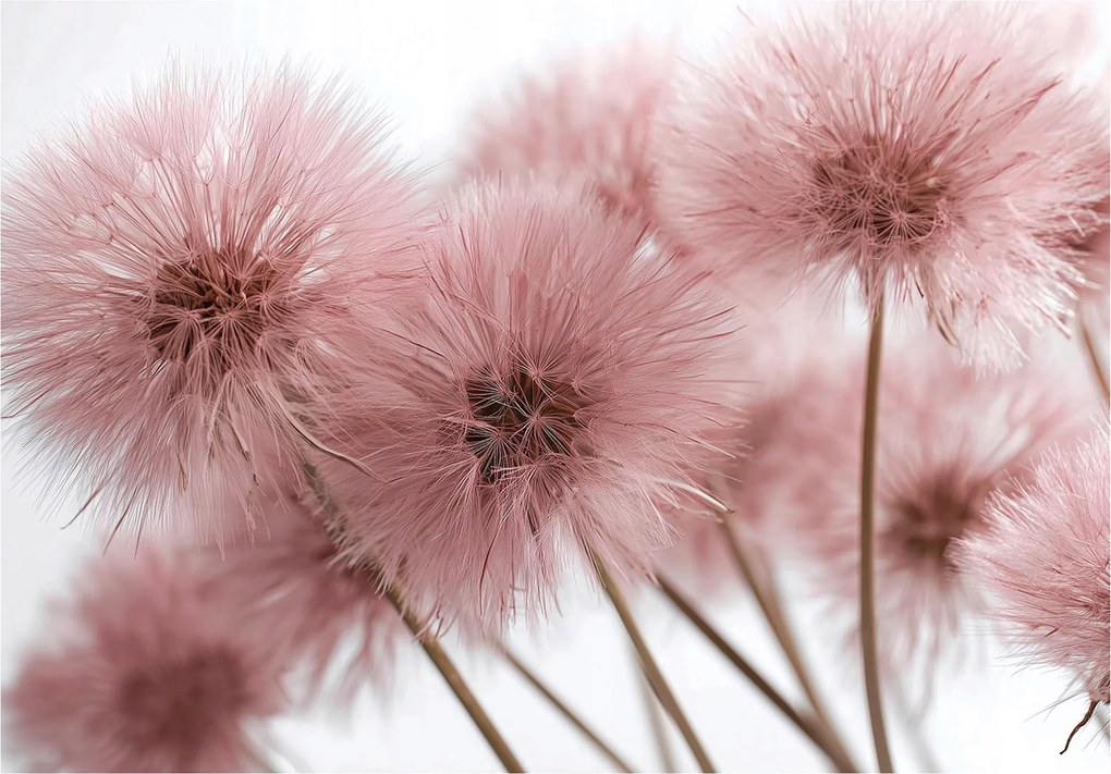 Fotótapéta rózsaszín bolyhos virágok fali dekoráció pasztell rózsaszín fehér