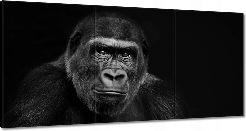Vászonkép 180x90 Fekete alföldi gorilla