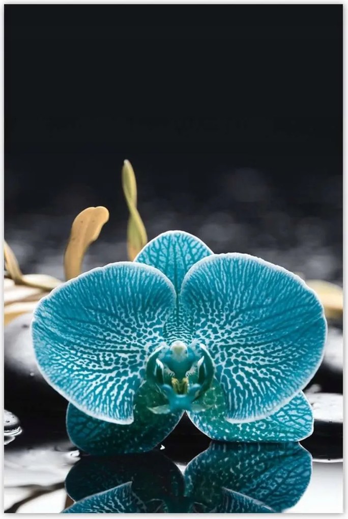 Poszter 60x90 Türkiz orchidea Virág