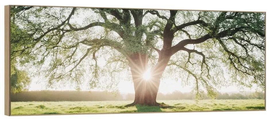 Kép 150x60 cm Tree in the Sun