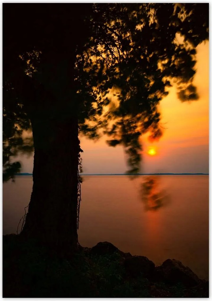 Poszterek 70x100 Fa Napnyugta