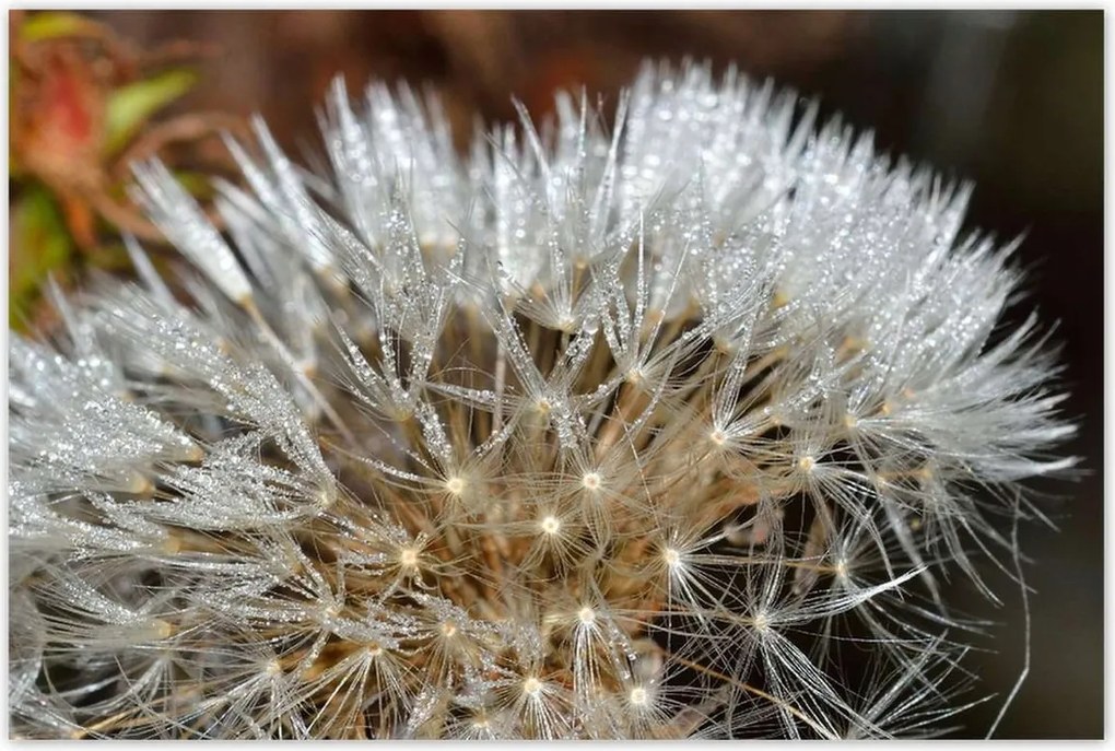 Poszterek 120x80 Pitypang Virág Virágok