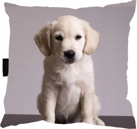 Labrador Kutyapárna Piskóta tökéletes ajándék