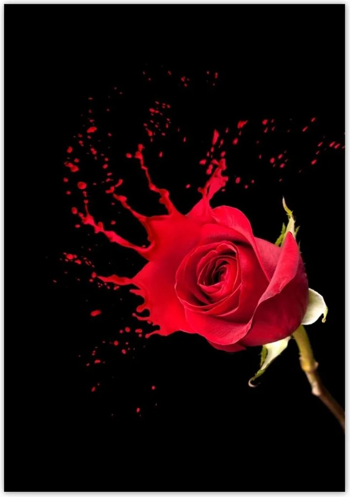 Poszterek 70x100 Fröccsenő rózsa