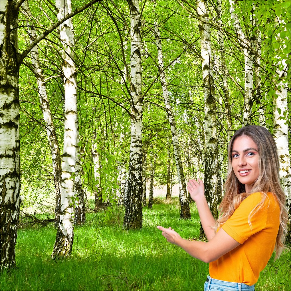 3D fotótapéta Nappali Hálószoba Nyír erdő fák 588x260 BLD02F