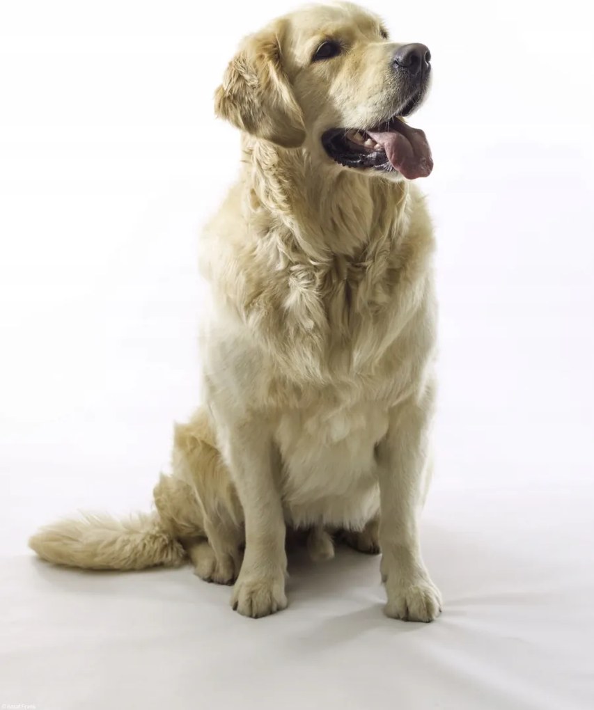 Poszter 30x40cm Golden Retriever, fehér alapon, Assaf Frank