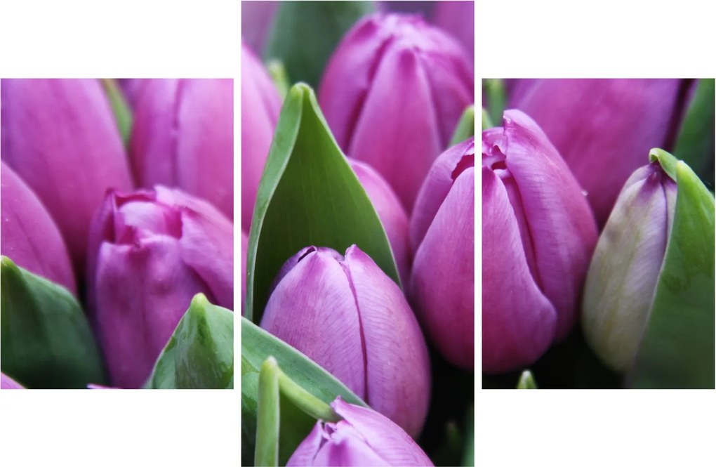 Kép - tulipánok (90x60 cm)