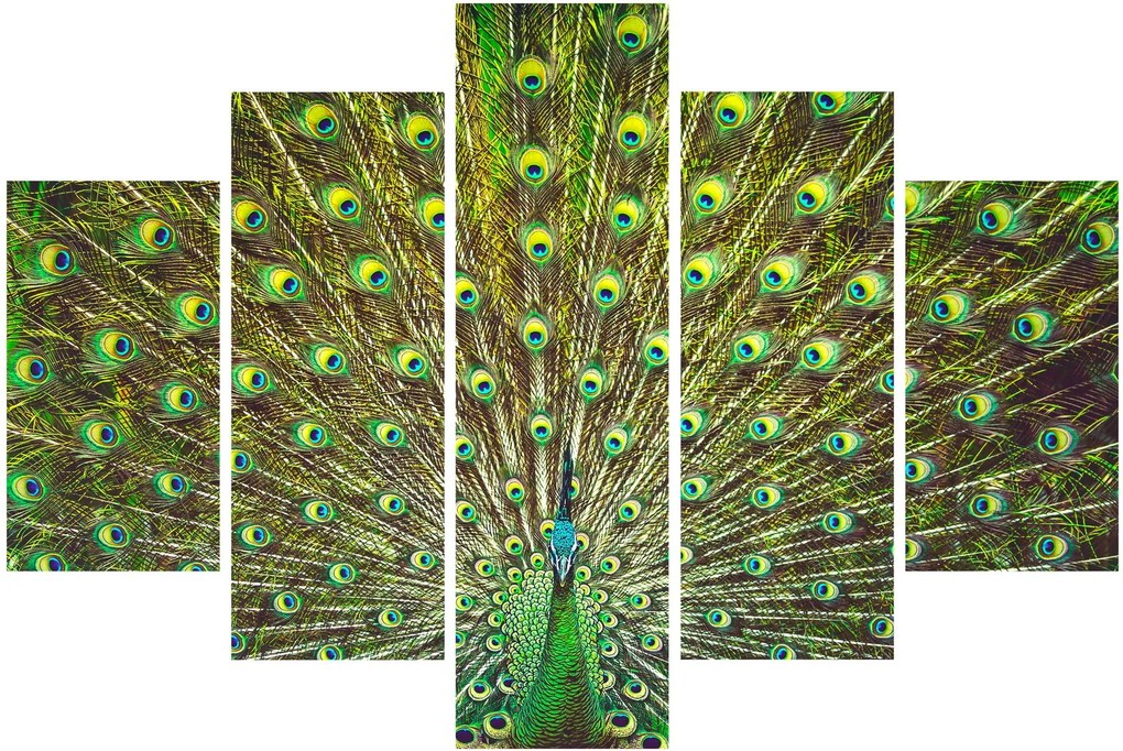 Kép - Páva (150x105 cm)