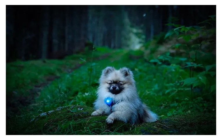 LED fény nyakörvre Blue - Orbiloc