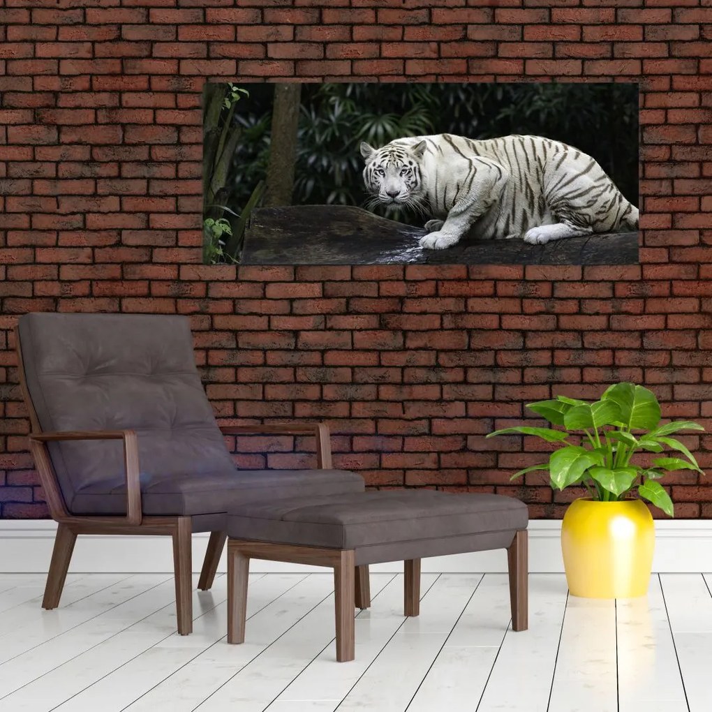 Kép - albínó tigris (120x50 cm)