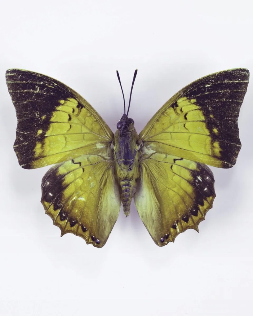 Poszter 40x50cm Pillangó fehér alapon 7, Assaf Frank