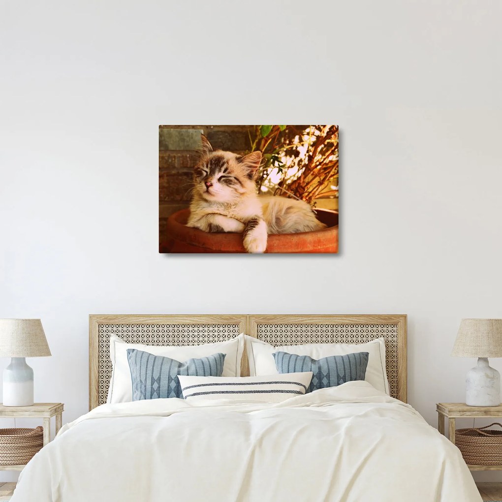 Macska a virágcserépben képe (70x50 cm)