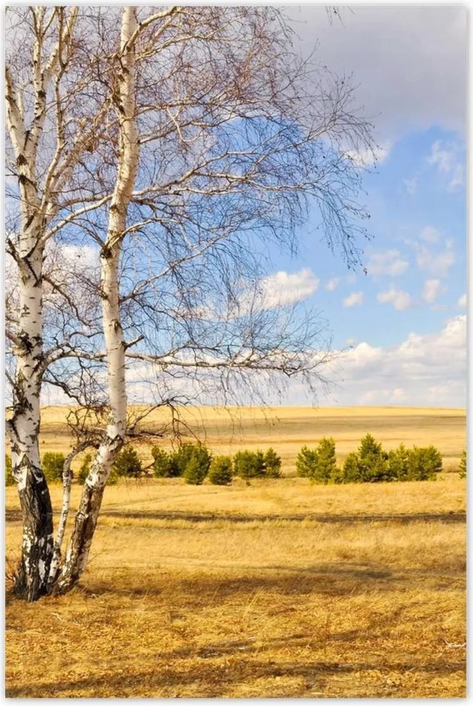 Poszterek 80x120 Nyírfa a mezőn Tájkép