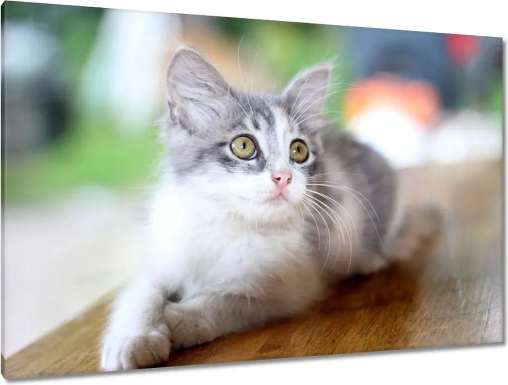 Képek 120x80 Cica Cicák