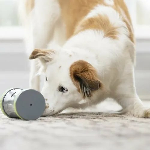 PetSafe® Kibble Chase™ Elektronikus játékkutyáknak