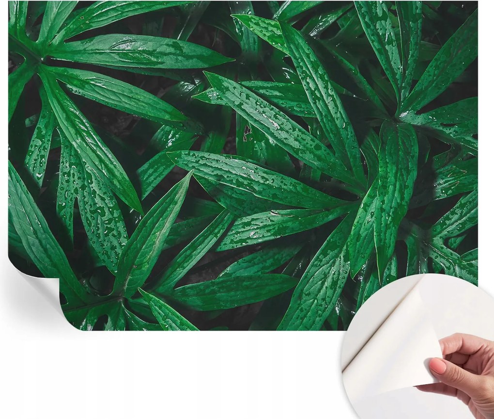 Matt öntapadós fotótapéta falra Természetes zöld 312x219 cm