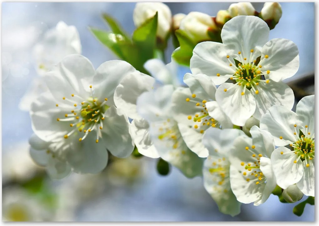 Edzett üveg panel Cseresznyevirág Ragasztó Ingyenes