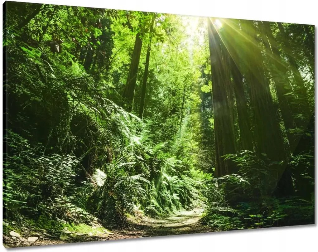 Vászonkép 100x70 Varázslatos erdő Tájkép