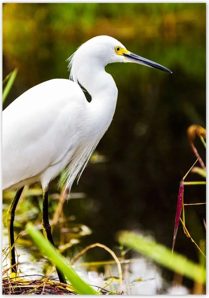 Poszterek 70x100 Kalapos madár Tájkép Kilátás