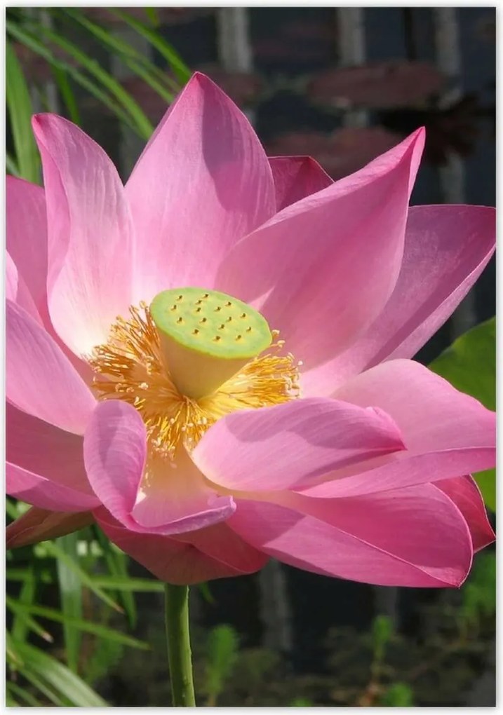 Poszterek 70x100 Lótusz Lótuszvirág