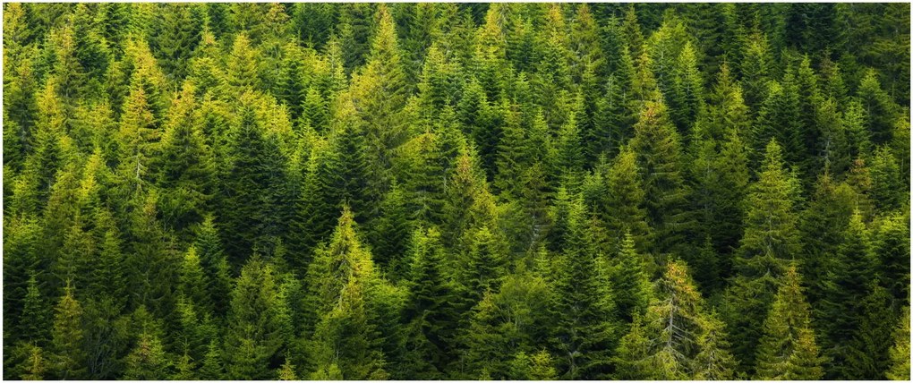 Kép - sűrű erdő (120x50 cm)