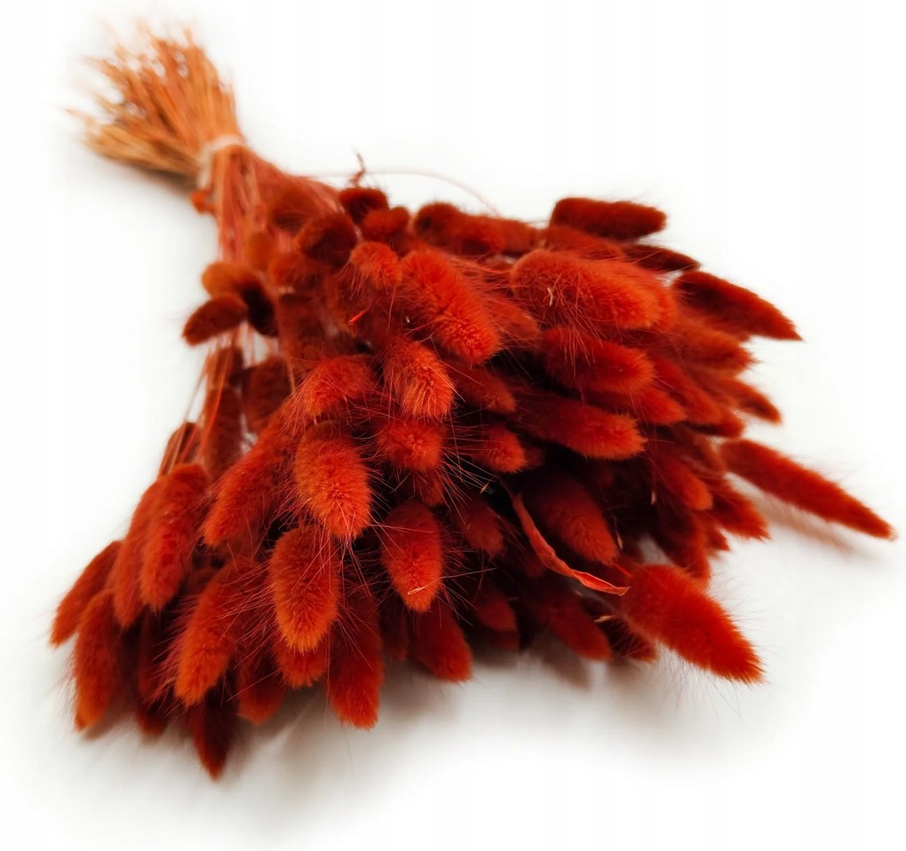 Szárított Lagurus Tojáshéj barna 150db