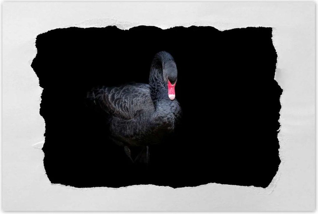 Poszter 60x40 Gyönyörű fekete hattyú